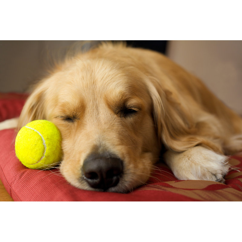 Sleeping Golden Retriever by Redcup2 - Wrapped Canvas Print, 30cm H x 46cm W