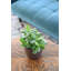 Live Jade Plant in Classic Pot-49662300