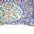 Velvet Throw Pillow-106954030-106954031-106954036