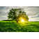 Spring Field by Misha Kaminsky - Wrapped Canvas Print