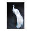 Nature Inspired Alabaster Majesty: White Peacock Against The Night-1691510530-1691510540-1691510542