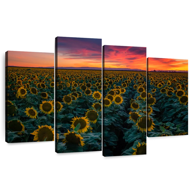 Rangées de tournesols Alvord, H 32 po x l 52 po
