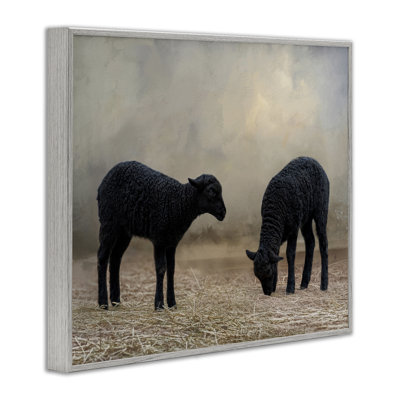 Black Sheep Grazing Giclee Art by Kelley Parker