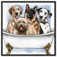 «Bath and Laundry Big Pups in The Tub», impression sur toile-51240538-51240533