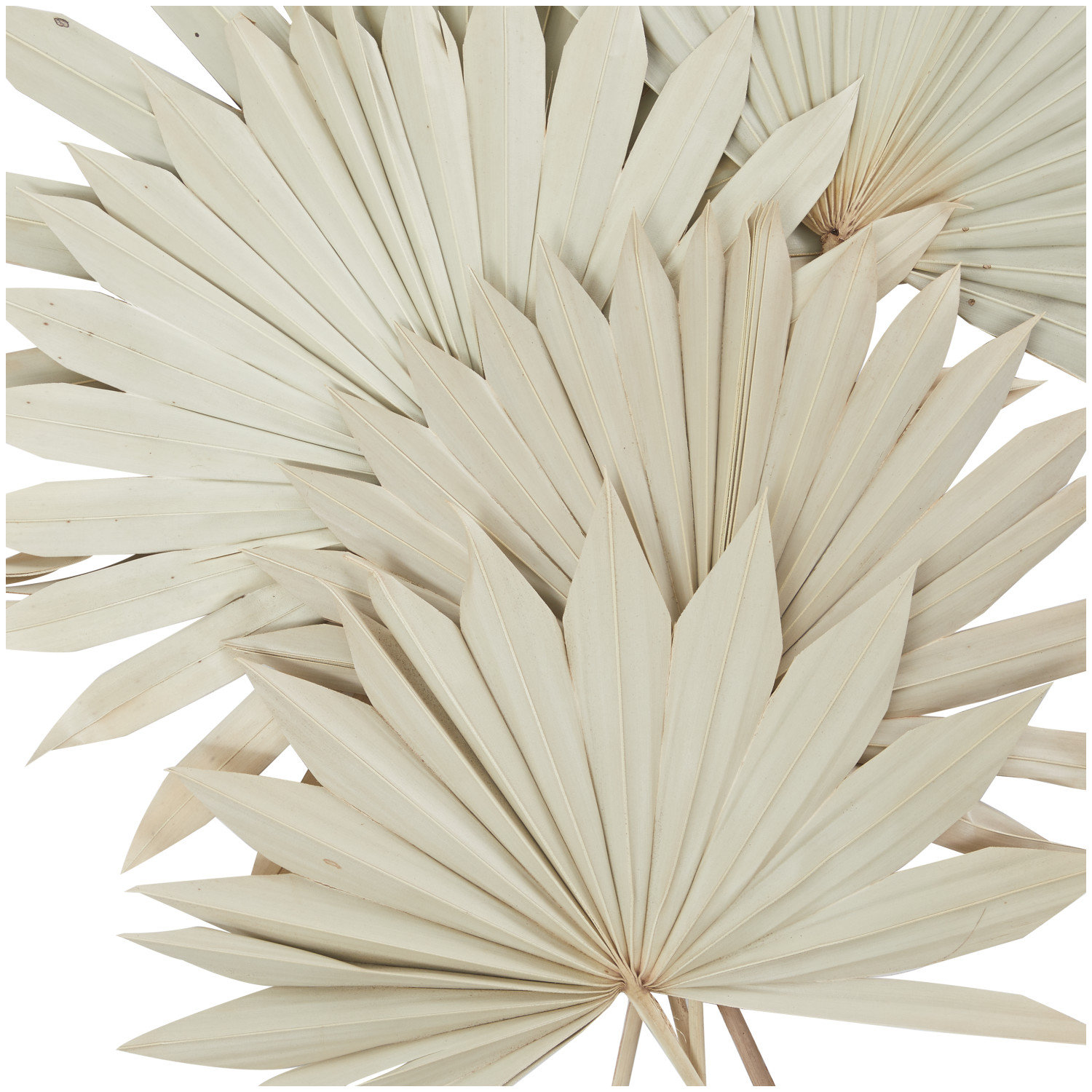Dried Plant Vase Filler