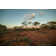 Beautiful Sunset In Australia by Swissmediavision - No Frame Print on Canvas