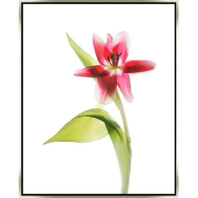Red Tulips I - Framed