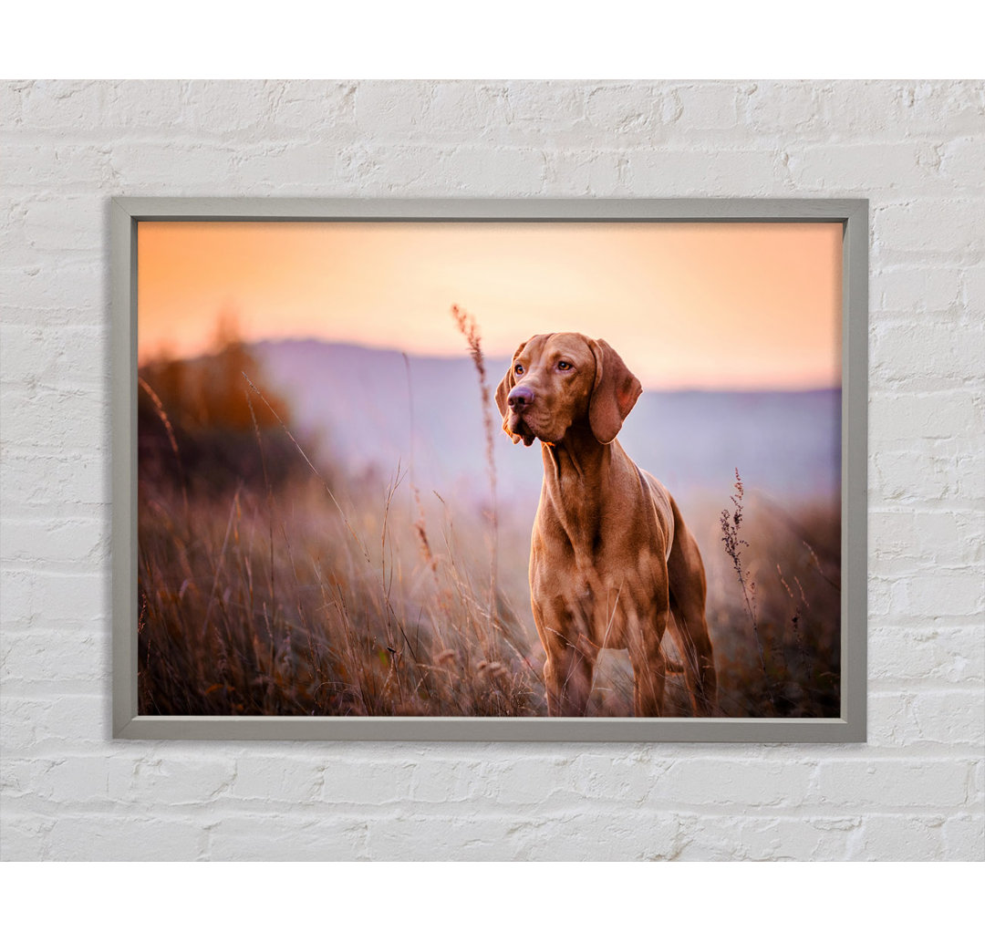 Gerahmtes Bild Vizsla Sunset Dog