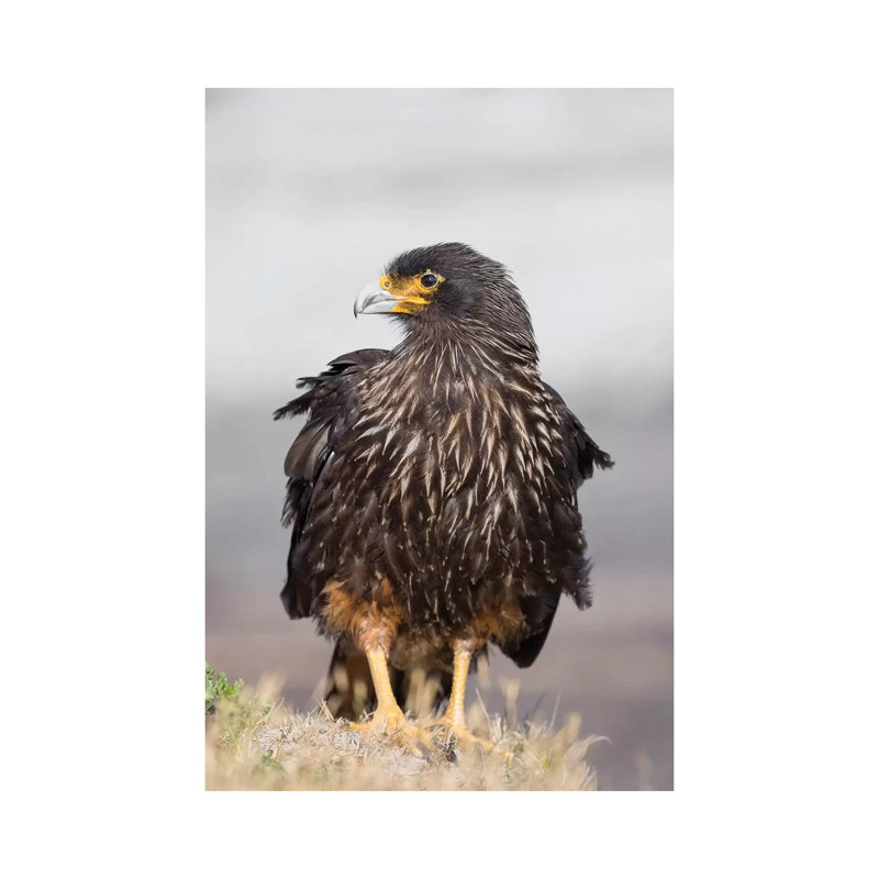 Adult Striated Caracara, Protected, Endemic To The Falkland Islands. by Martin Zwick - Wrapped Canvas Print