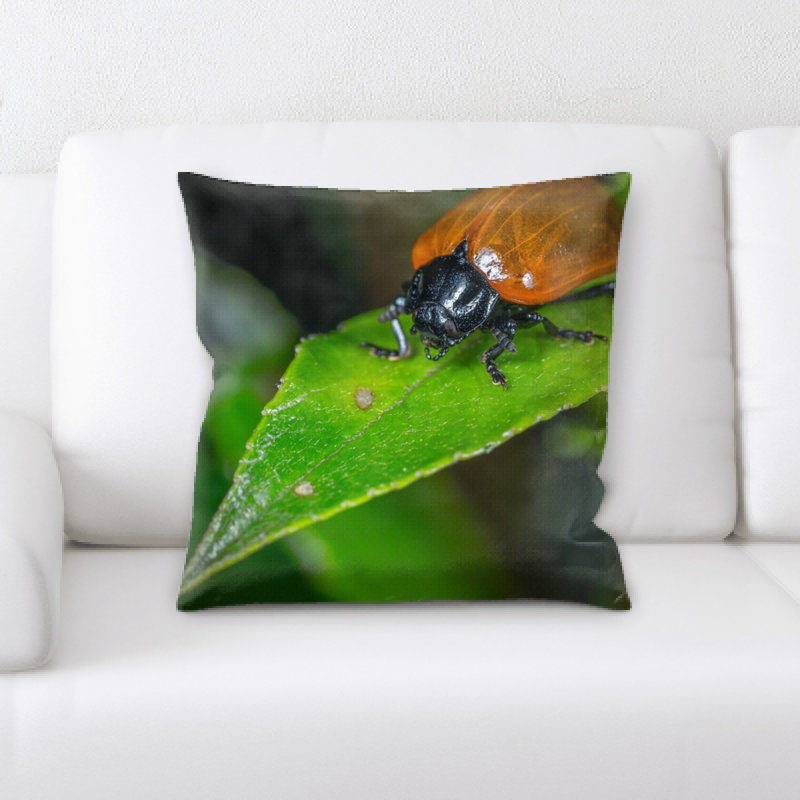 Coussin d’insectes