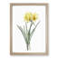 Golden Hurricane Lily by Pierre-Joseph Redoute - Picture Frame Painting Print-55608802-55608806