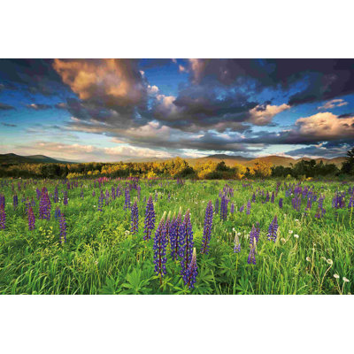 " Lupine Sunset "