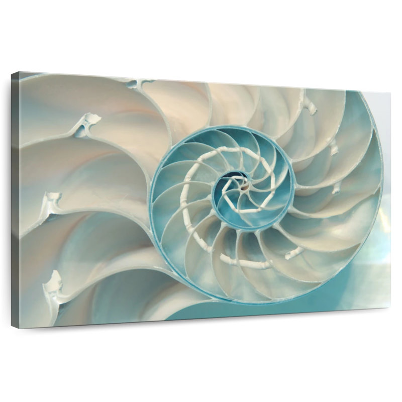 À l'intérieur d'une coquille Nautilus, H 20 po x l 30 po
