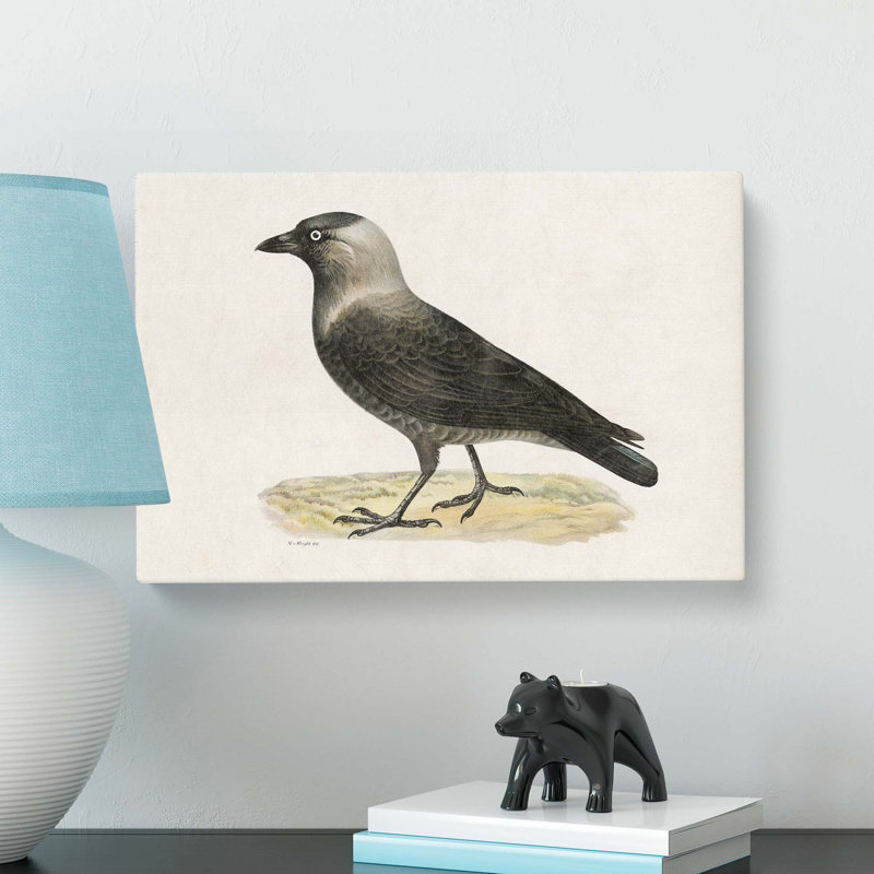 Western Jackdaw by Von Wright - Wrapped Canvas, 40cm H x 60cm W x 3cm D