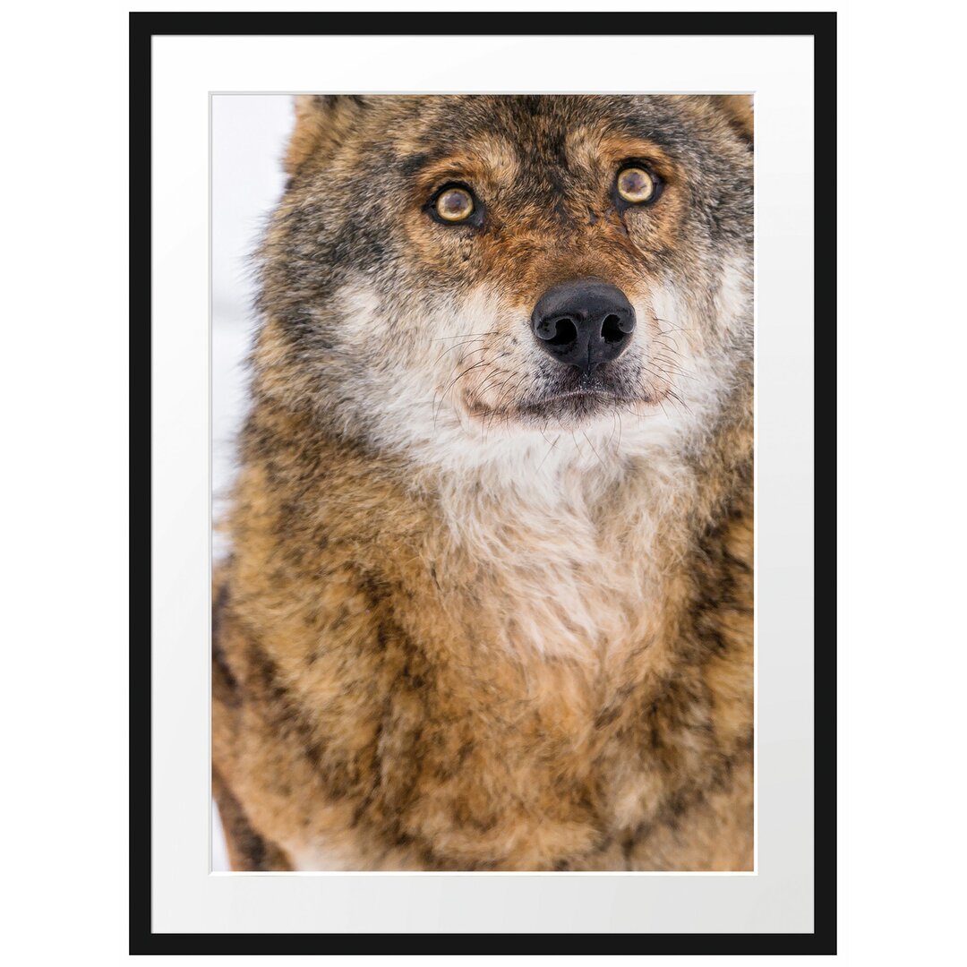 Gerahmtes Poster Niedlicher Wolf im Schnee