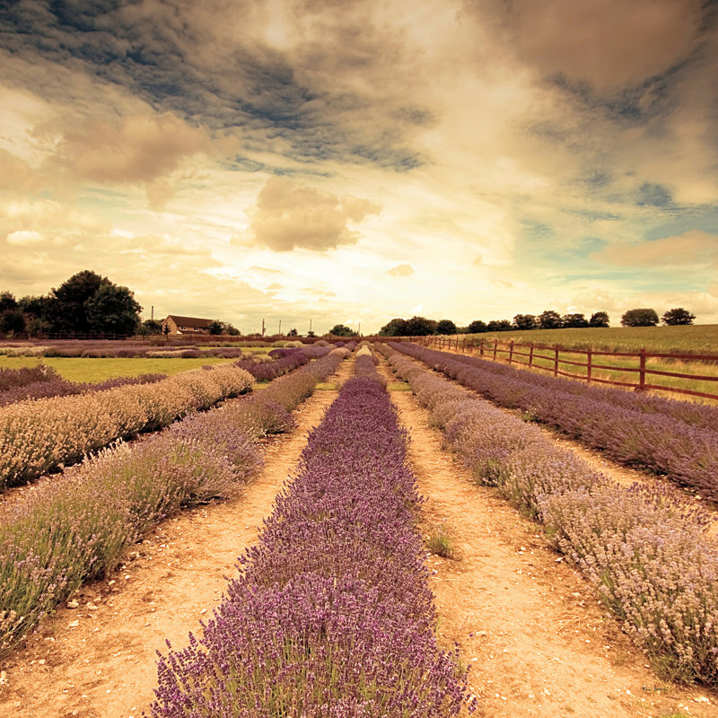 Lavender Fields Forever by Keri Bevan - Wrapped Canvas Print, 122cm H x 122cm W  