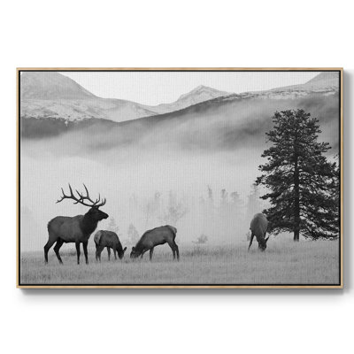 " Mountain Elk "
