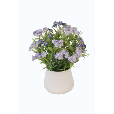 Forget-Me-Nots dans un petit contenant blanc (ensemble de 2)