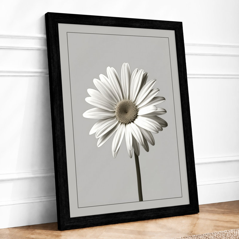 Single Daisy Study Botanical - Framed Print, Black, A4 - 29.7 x 21.0 cm