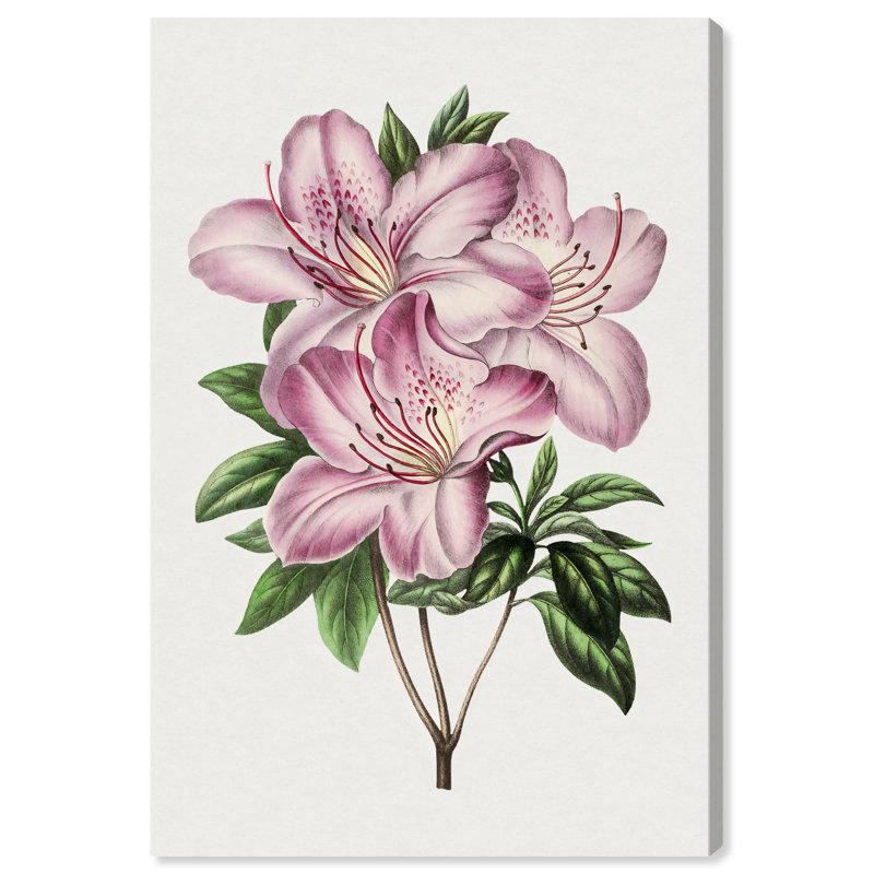 «Azalea rose», impressions sur toile par Art Remedy, H 36 po x l 24 po, Toile tendue