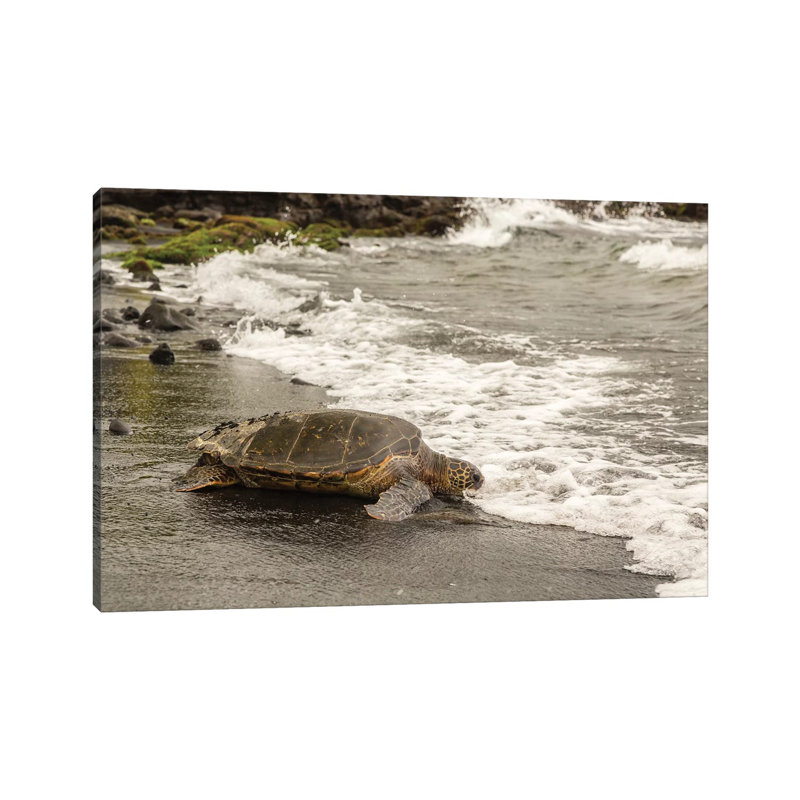 USA, Hawaii, Punalu'u Black Sand Beach. Green sea turtle entering surf. 1 Piece Wrapped Canvas Wall Art