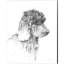 Croquis Goldendoodle, Labradoodle et Yorkshire Terrier par Avery Tillmon - Ensemble de 3 reproductions sur toiles tendues