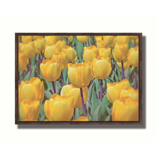 Golden Tulips by Hal Halli. Giclee Gallery Wrapped Canvas with Float Frame, image size - 36x48