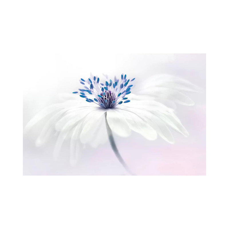 Anemone Blanda- Gallery-Wrapped Canvas Giclée, 12" H x 18" W