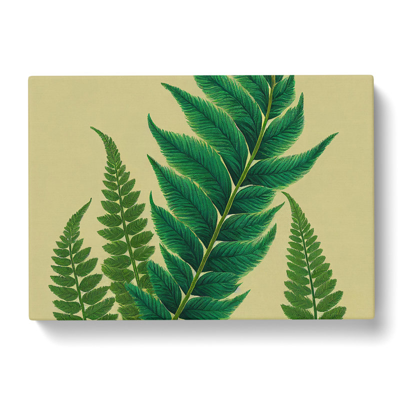 Perfect Fern Leaf - Wrapped Canvas, 50cm H x 76cm W x 3cm D
