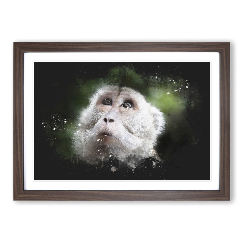 Macaque Monkey - Picture Frame Graphic Art, Walnut Framed, 27cm H x 36cm W x 2cm D