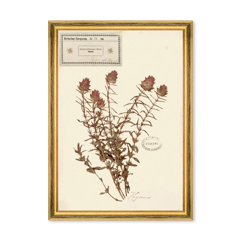 HERBARIUM ALPINIUM IX