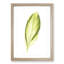 Pretty Green Leaf by Benjamin Fawcett - Picture Frame Painting Print-55767998-55767994