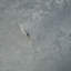 Rouleau de papier peint L 33 pi x l 21 po Armany
