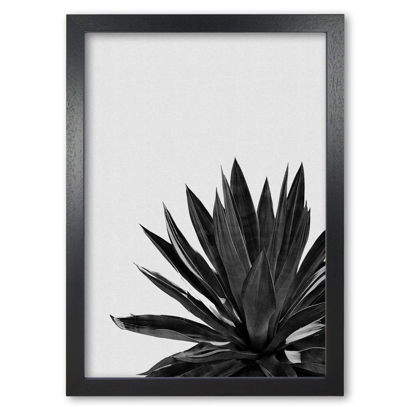 Agave Cactus - Single Picture Frame Print, Black Grain Frame, 30 cm H x 21 cm W x 5 cm D