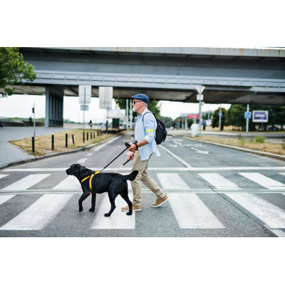 Povilas " Guide Dog " by Halfpoint