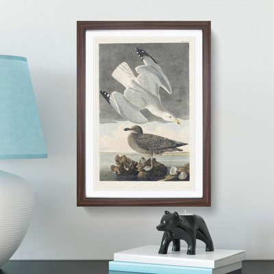 Herring Gulls by John Audubon - Framed Print