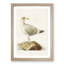 European Herring Gull by Von Wright - Picture Frame Painting Print-55535982-55535983