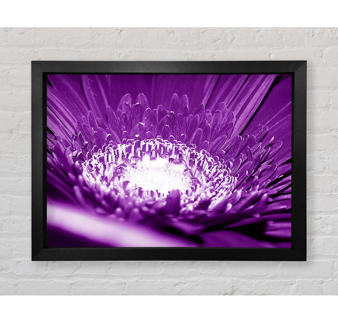 Gerahmter Kunstdruck Daisy Centre Purple