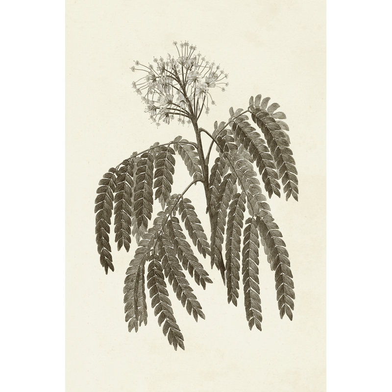 Sepia Botanicals V - Wrapped Canvas Print, 46cm H x 30cm W x 3.8cm D