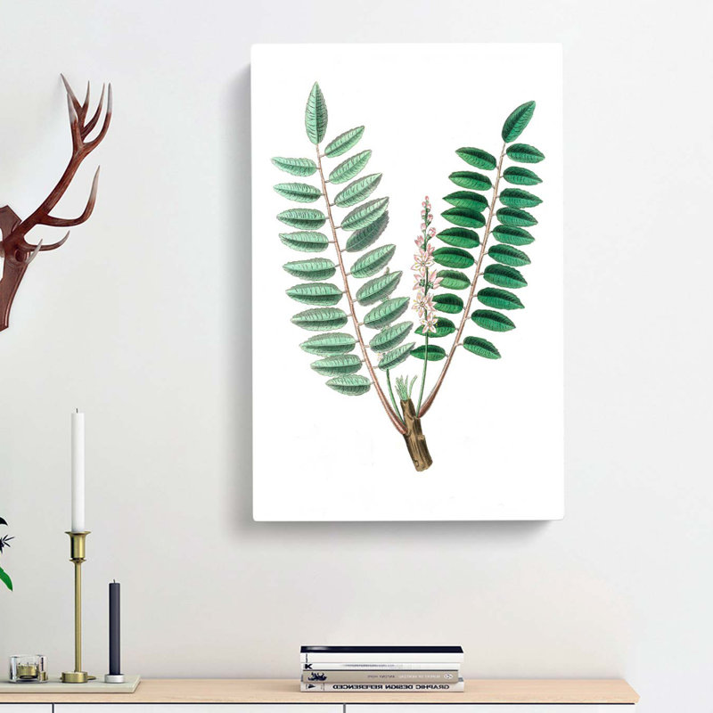 Indian Frankincense Flowers Illustration - Wrapped Canvas, 50cm H x 35cm W x 3cm D