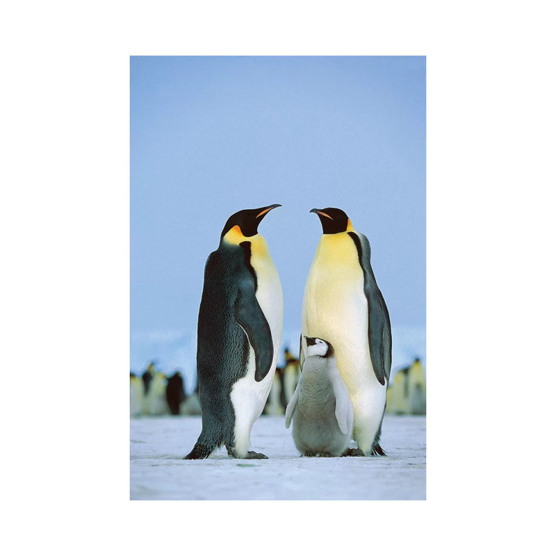 Emperor Penguin Family, Antarctica by Konrad Wothe - Wrapped Canvas Print, 101.6 cm H x 66.04 cm W
