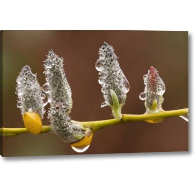 Waterlook® Birch, Pussy Willow Branches in Glass Cylinder - Distinctive  Designs