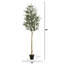 Arbre à olives 96 po en pot