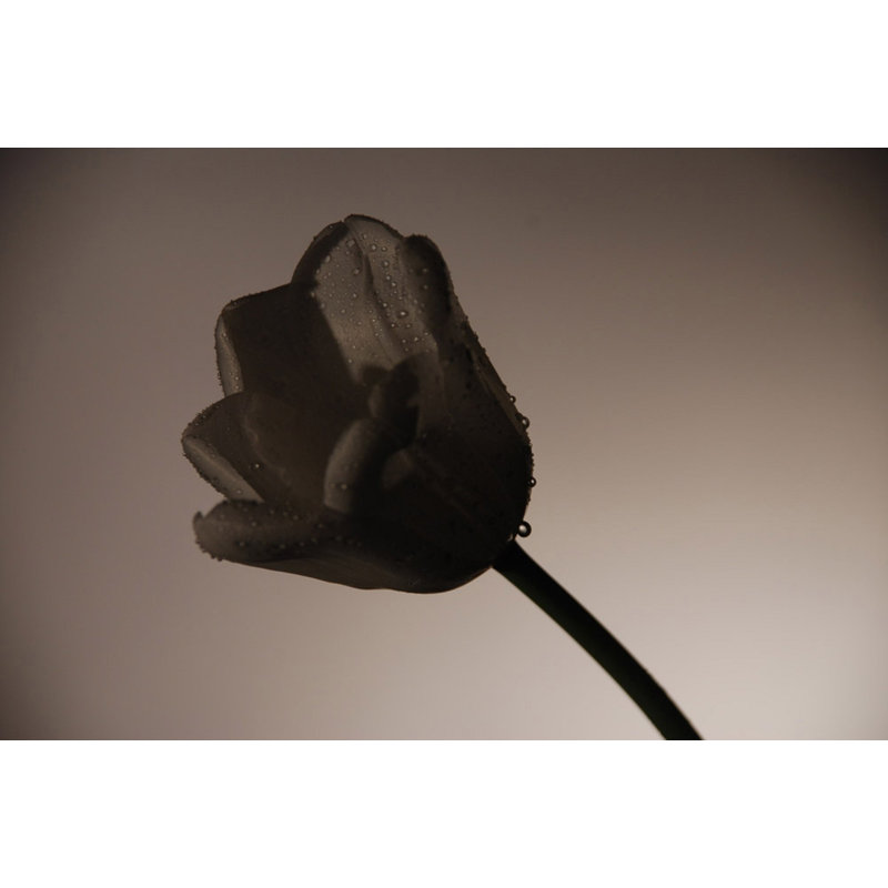 Shadowy Tulip On Gray - Wrapped Canvas Art Prints, 20cm H x 30cm W x 3.8cm D