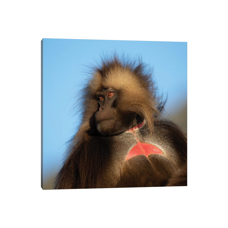 Gelada Bleeding Heart Ethiopia by Mogens Trolle - Wrapped Canvas Print, 30.48 cm H x 30.48 cm W
