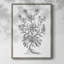 «B&W Plant Speciment VI», reproduction encadrée - bois massif-1044184565