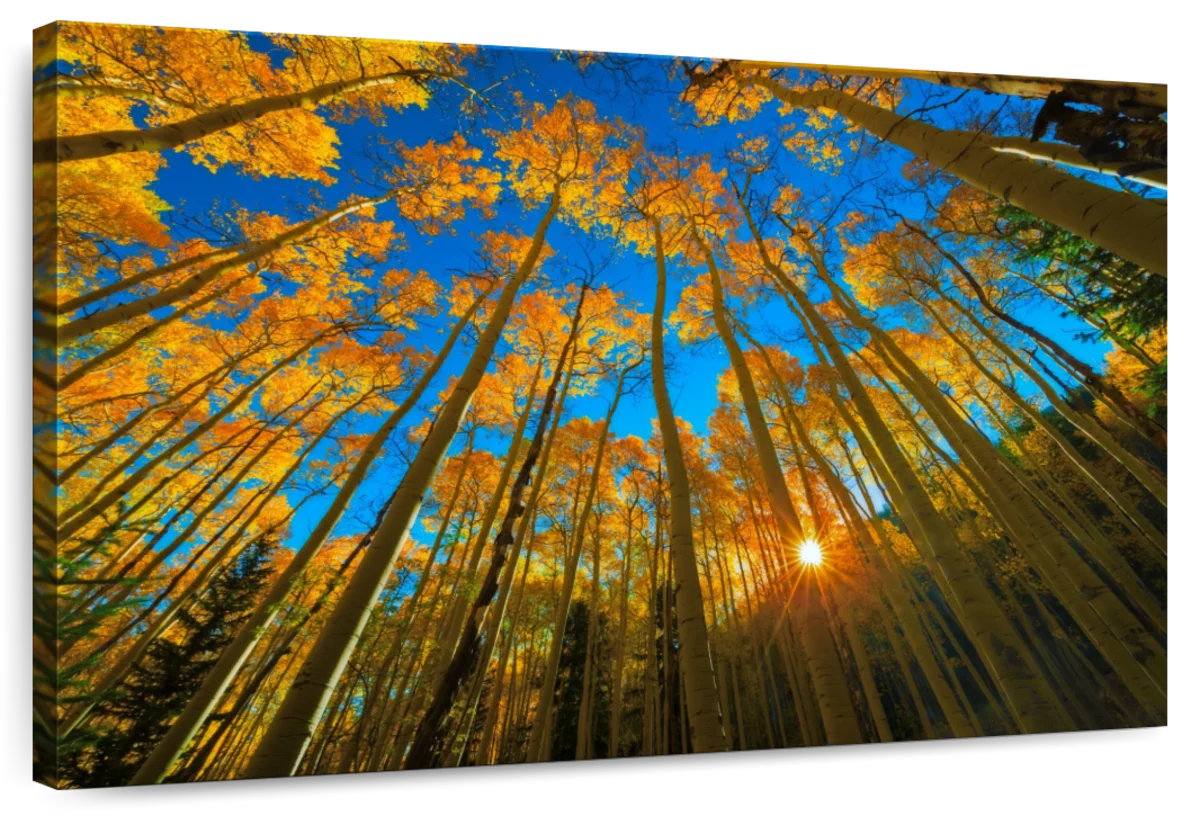 Millwood Pines Alvord Birch Forest Sunburst | Wayfair