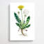 Dandelion Flowers Illustration by Pierre-Joseph Redoute - Wrapped Canvas-55342579