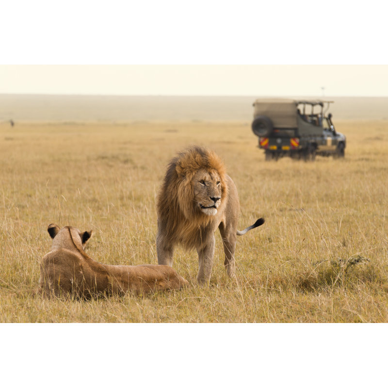 African Lion Couple by Anagramm - Wrapped Canvas Print, 20cm H x 30cm W x 3.8cm D