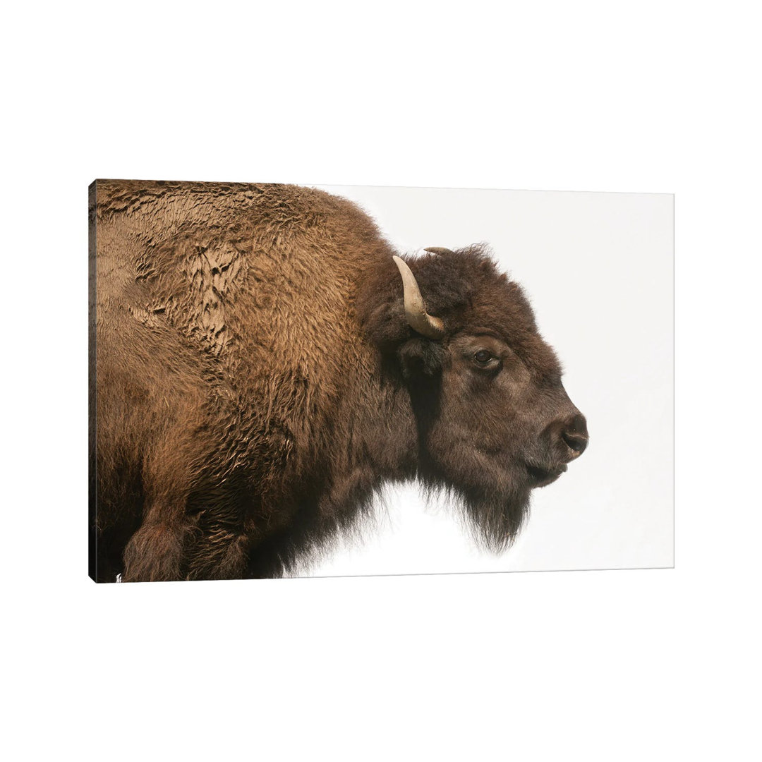 Bison Mother & Calf Graze At The Tallgrass Prairie Preserve Near Pawhuska, Oklahoma II von Joel Sartore - Gallery-Wrappe...